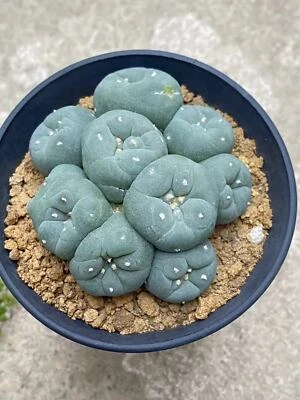 6-8cm cactus Succulent Multiple heads Plant Garden beautiful Plant seedgrowth - Image 1 of 4