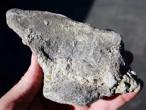 Wyoming Dinosaur Vertebral Process •  1.2  pounds - Picture 1 of 8
