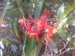 Crucifix Orchid Dark Orange with Yellow Centre x 4 - Picture 1 of 3