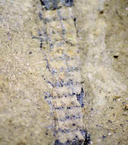 Amazing, unknown oldest Silurian fossil plant. Looks like Calamite plant - Picture 1 of 3