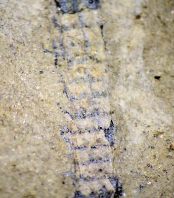 Amazing, unknown oldest Silurian fossil plant. Looks like Calamite plant - Image 1 of 3