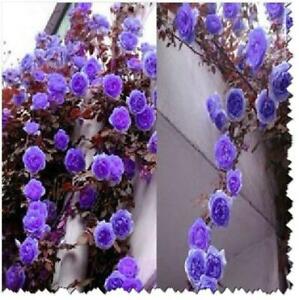 Purple Climbing Rose Bush 20 or 100 Seeds~Rare-Free Shipping-USA Seller