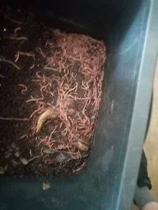 50 Kompostierungswürmer ANGELN / REPTILIENNAHRUNG - Bild 1 von 1