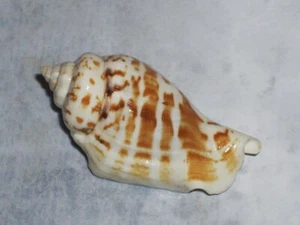 GIBBERULUS GIBBOSUS AMAZING PATTERN - Imagen 1 de 2