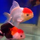 Oranda 10cm Fancy Goldfish -COURIER AVAILABLE-