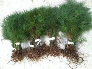 Qty-25 North Georgia Deep South Eastern White Pine Evergreen Rooted Seedlings - Picture 1 of 7