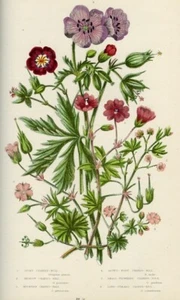 1899 Antica Stampa = GERANIO (56) = Piante Fiori = CROMOLITOGRAFIA by A. Pratt - Foto 1 di 1