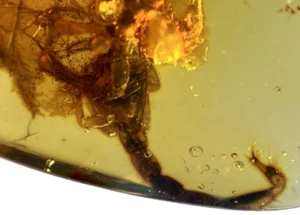 Ambar con cria de escorpion y mosquito fosilizados de Birmania 1 gr - Imagen 1 de 20