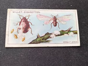 1914 Will's Garden Life Card # 43 Woolly Aphis (VG/EX) - Picture 1 of 3