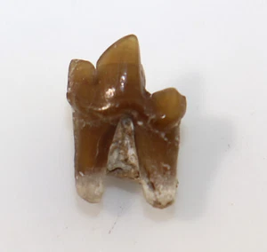 Hund, Hesperocyon gregarius, Tertiär, Oligozän, White River Fm, USA -k810 - Picture 1 of 5