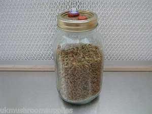 Kit de frasco de grano de centeno de hongo centeno de granja mágica - ¡cultiva desove de hongos ostras! - Imagen 1 de 6