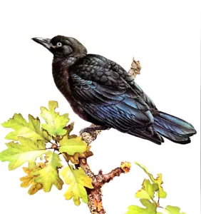 Placa de libro con impresión artística vintage J F Lansdowne Birds NORTHWEST CROW 10X14 84 - Imagen 1 de 3