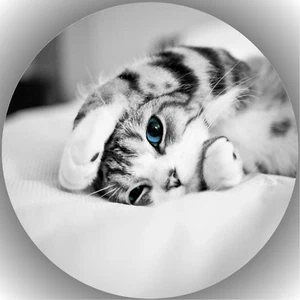 Ostia per torta compleanno festa immagine torta fondente - cialda gatti P24 - Foto 1 di 1