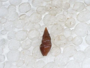 CRASSOPLEURA MARAVIGNAE CIRCLE WHITE BANDED, AMAZING - Picture 1 of 2