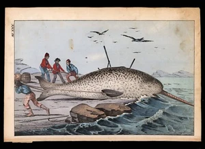 Pesca de ballenas 1880ca - grabado coloreado a mano 25,5x16,5 cm. XXX-2 - Imagen 1 de 1