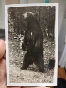 Tarjeta postal con foto real vintage de oso pardo y cachorro RPPC - antigua. Gran foto.  - Imagen 1 de 2