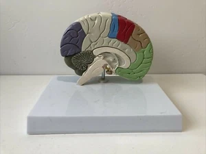 GPI Half Brain Sensory/Motor – Model #2950 Anatomical Model Without Card - Picture 1 of 4