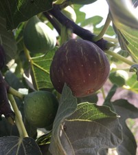 Delicious Fig Trees * Ficus Carica Var. GRIS ALFOQUIA 3 fresh cuttings