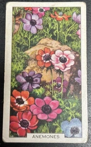 Gallaher Cigarette Card - Garden Flowers, 1938 - No. 26, Anemones - Picture 1 of 2