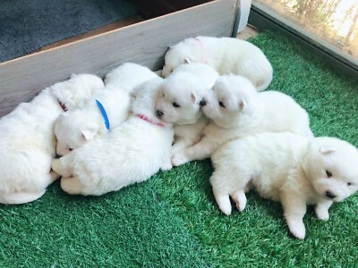 12x/15x Whelping ID Collar Bands Pet Puppy Kitten Identification Collar Tags - Image 1 of 4