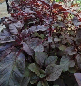 Amaranth Garnet Red 100/150 Seeds Red Leafy Spinach Lal Sakh (লালশাক – অর্গানিক) - Picture 1 of 5