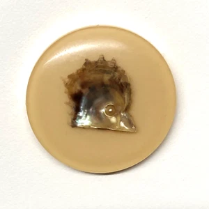 Seashell incrustado en botón de plástico tostado XL - Imagen 1 de 3