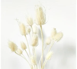 Cardo Bianco Gr 100 Fiori Essiccati Stabilizzati Composizione Floreale - Imagen 1 de 1