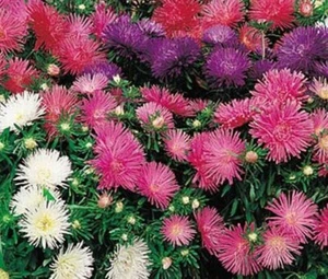 POWDER PUFF ASTER FLOWERS 500 SEEDS RANGE OF COLOURS MASSIVE DOUBLE BLOOMS - Bild 1 von 2