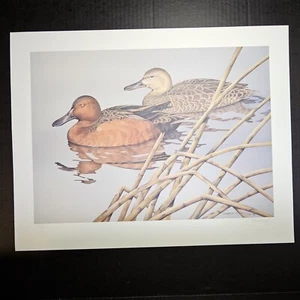 Limited Sherrie Russell CINNAMON TEAL Duck Art Print Signed & Numbered COA - Picture 1 of 6
