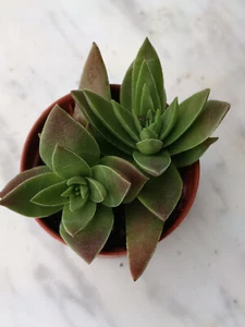 Crassula colgante 1 Planta con raiz Suculenta 5 cm suculentas SUERTE - Imagen 1 de 4