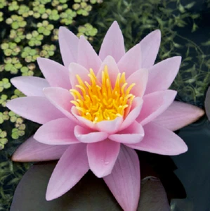 15 SEMILLAS DE NINFAEA 'Lustrosa' - Imagen 1 de 1