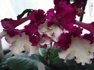 Streptocarpus Wow - Picture 1 of 2