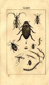 1829 REBAU STICH Steinbock & Ölkäfer, Mehlwurm, Waldlaus, Silberfisch, .. - Bild 1 von 2