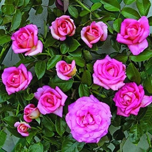 Clg. Parfum Royal®, Rosa Rampicante in Vaso Di ®, Pianta Rampicante Rifiorente a - Foto 1 di 12
