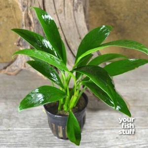 Anubias congensis Potted Live Aquarium Plants Low Light **BUY 1 GET 1 at 50% OFF - Picture 1 of 5