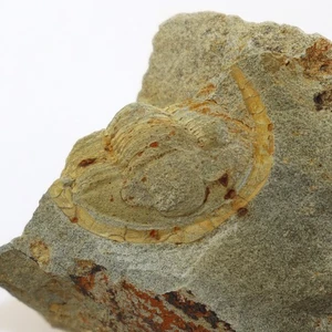 Trilobit, Diademaproetus habenichti, Devon, Ems, Steinsberg, Deutschland -L764 - Picture 1 of 6