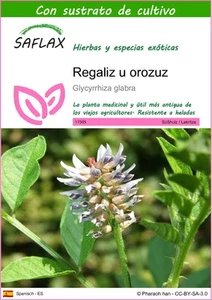 SAFLAX - Regaliz u orozuz - 30 semillas - Con sustrato - Glycyrrhiza - Imagen 1 de 9