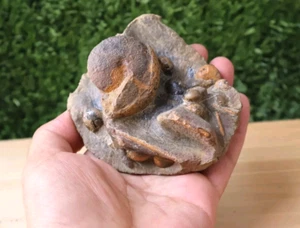 3 inch Natural Orthoceras & Goniatites Plate Devonian Fossil from Morocco N90 - Picture 1 of 10