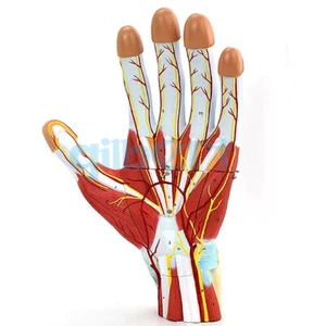 3 Parts Human Hand Anatomy Enlarged Palmar Vascular Nerves Model Medical School - Picture 1 of 5