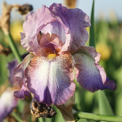 Easy to Grow Bearded Iris Wine Festival Plant Bulbs, Flowers in Spring and Fall - Image 1 of 4