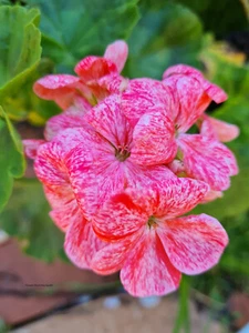 Pelargonium Edwards Amari x 1 plant. - Picture 1 of 5