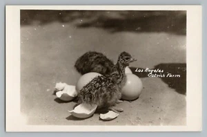 Los Angeles California CA Ostrich Farm RPPC Real Photo Postcard 1930-50 - Picture 1 of 2