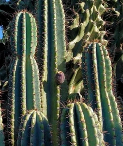 Graines de cierge du Pérou,Cereus hexagonus,Pomme cactus - Imagen 1 de 2