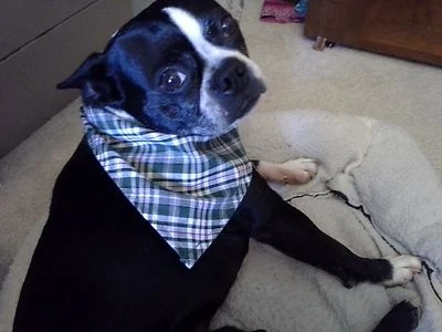 Dog Bandana, St. Patrick's Day, Green Tartan Plaid, Custom made by Linda, Large - Image 1 of 4