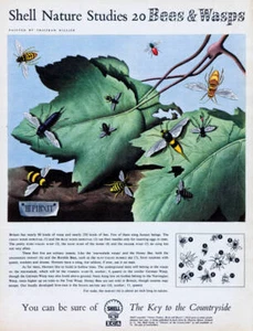 Advertisement For The Oil And Gas Company Shell 1950s era Photo - Picture 1 of 1