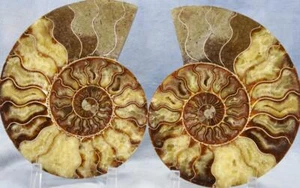 Grande Coppia Ammonite Grande Cavità Cristallo 110myo Fossile 204mm XXLG 8,2" 4346bb - Foto 1 di 10