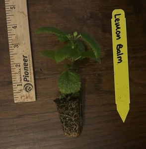 Lemon Balm (Melissa officinalis) - TC Plant Plug -2-4 in- Edible/Medicinal!! - Picture 1 of 3