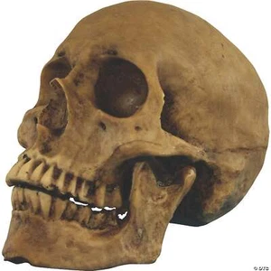 Small Skull Resin Cranium Halloween Decoration - Picture 1 of 4