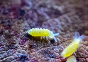 50+ Yellow Albino Springtails (Ceratophysella sp) - Rare Live BioActive Culture - Picture 1 of 11