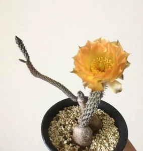 Tephrocactus tuberosus Opuntia chaffeyi cactus Succulent plants 2CM - Picture 1 of 6